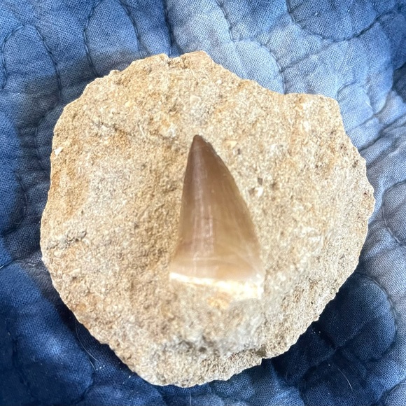 Fossil - Mosasaurus tooth fossil - Picture 5 of 8